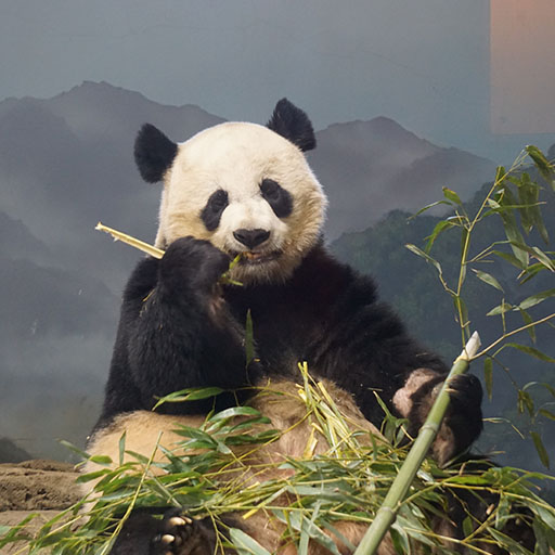 Panda Teaser Image.